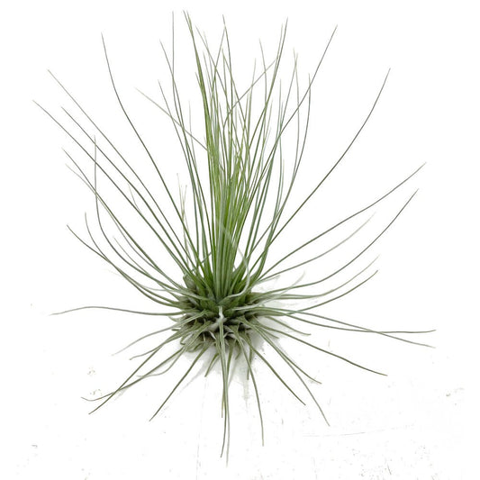 Pack Tillandsia Guchsii Fuchsii Gracilis (10 Unidades)_0