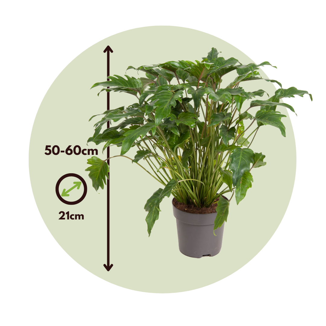 Filodendro - Philodendron 'xanadu' - Altura 50-60cm - ⌀21cm_2