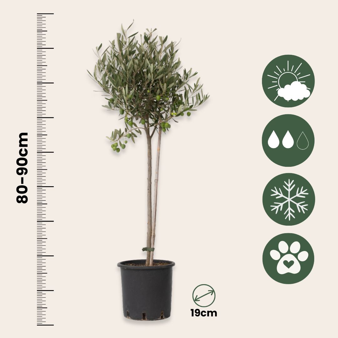 Olivo - Olea Europaea - Altura 80-90cm - ⌀19cm_2