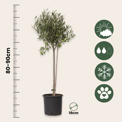 Olivo - Olea Europaea - Altura 80-90cm - ⌀19cm_2