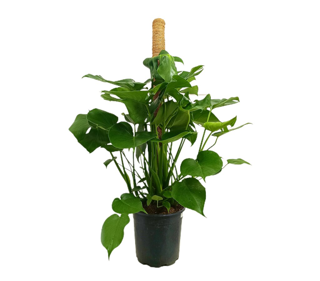 Monstera Deliciosa M22 100cm (costilla De Adán)_0
