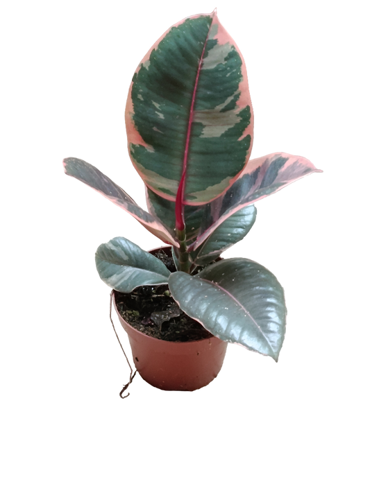 Ficus De Interior Belize Rojo Planta Muy Dura_0
