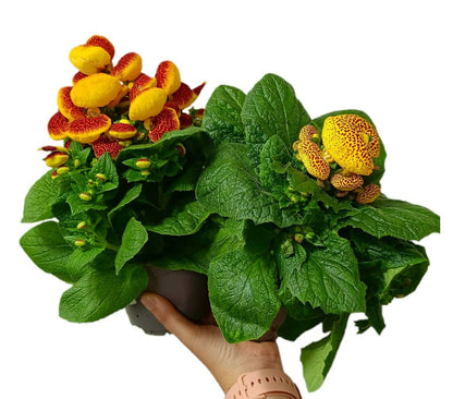 Calceolaria Hybrida M12_0