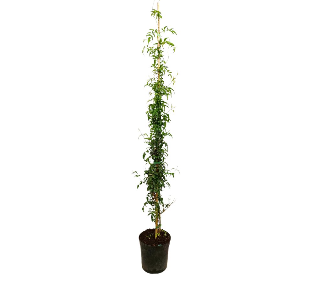 Jasminum Polyanthum M21 150cm_0