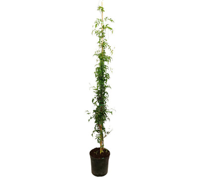 Jasminum Polyanthum M21 150cm_0
