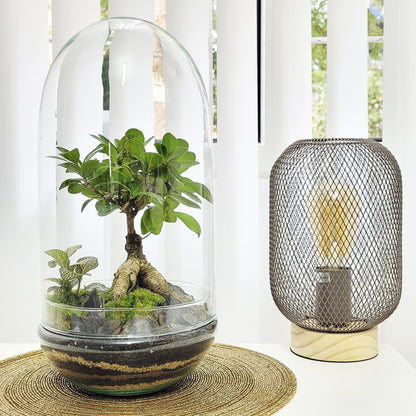Terrário Madagáscar Chuva Ficus Ginseng Ø19 x 36 cm
