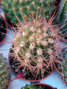 Pachycereus Pringlei (cacto) Ø 5 Cm