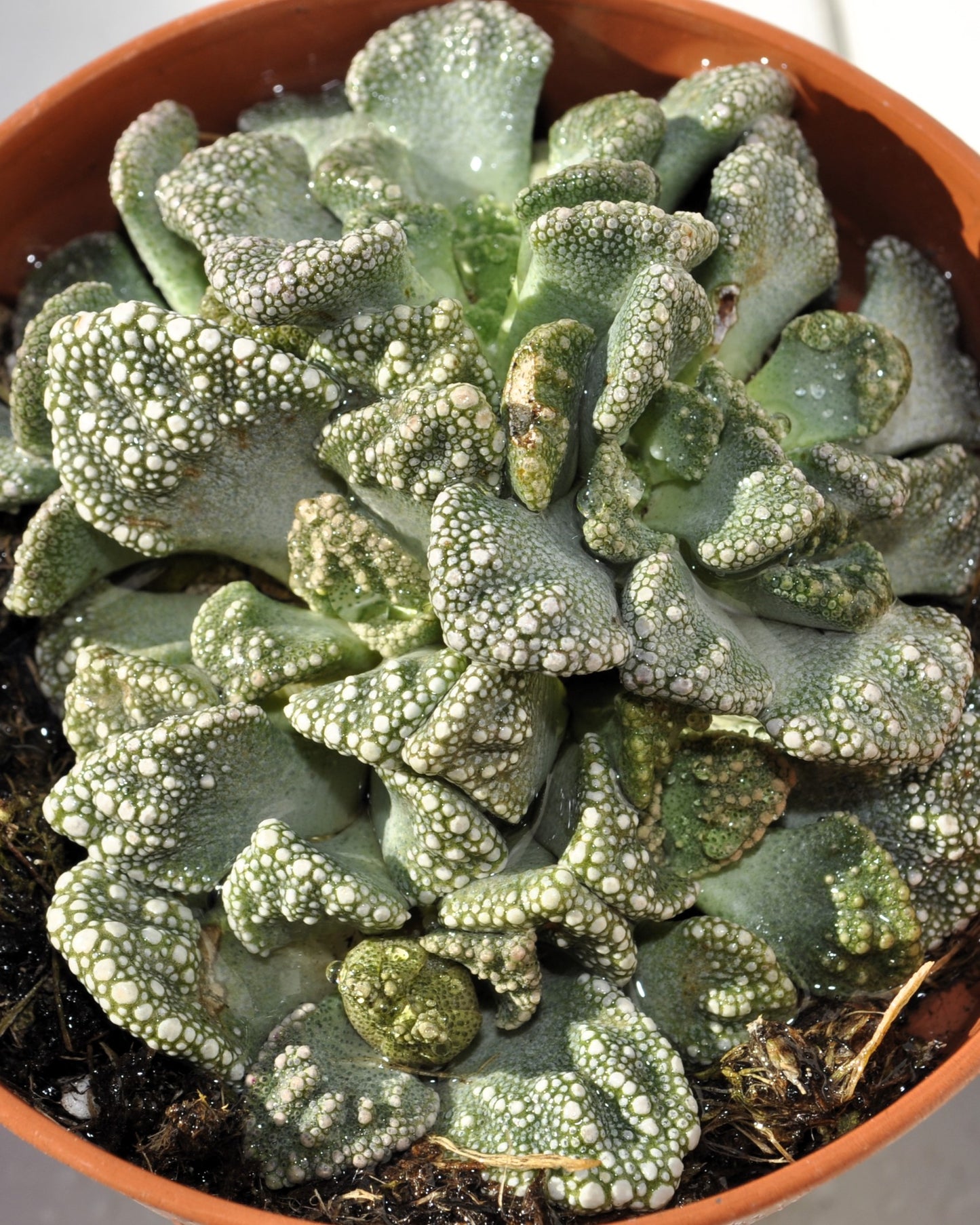 Titanopsis Calcarea [mediana]; Hoja De Cemento, Planta Piedra; Curiosarium; Diámetro Maceta 8,5 Cm_0