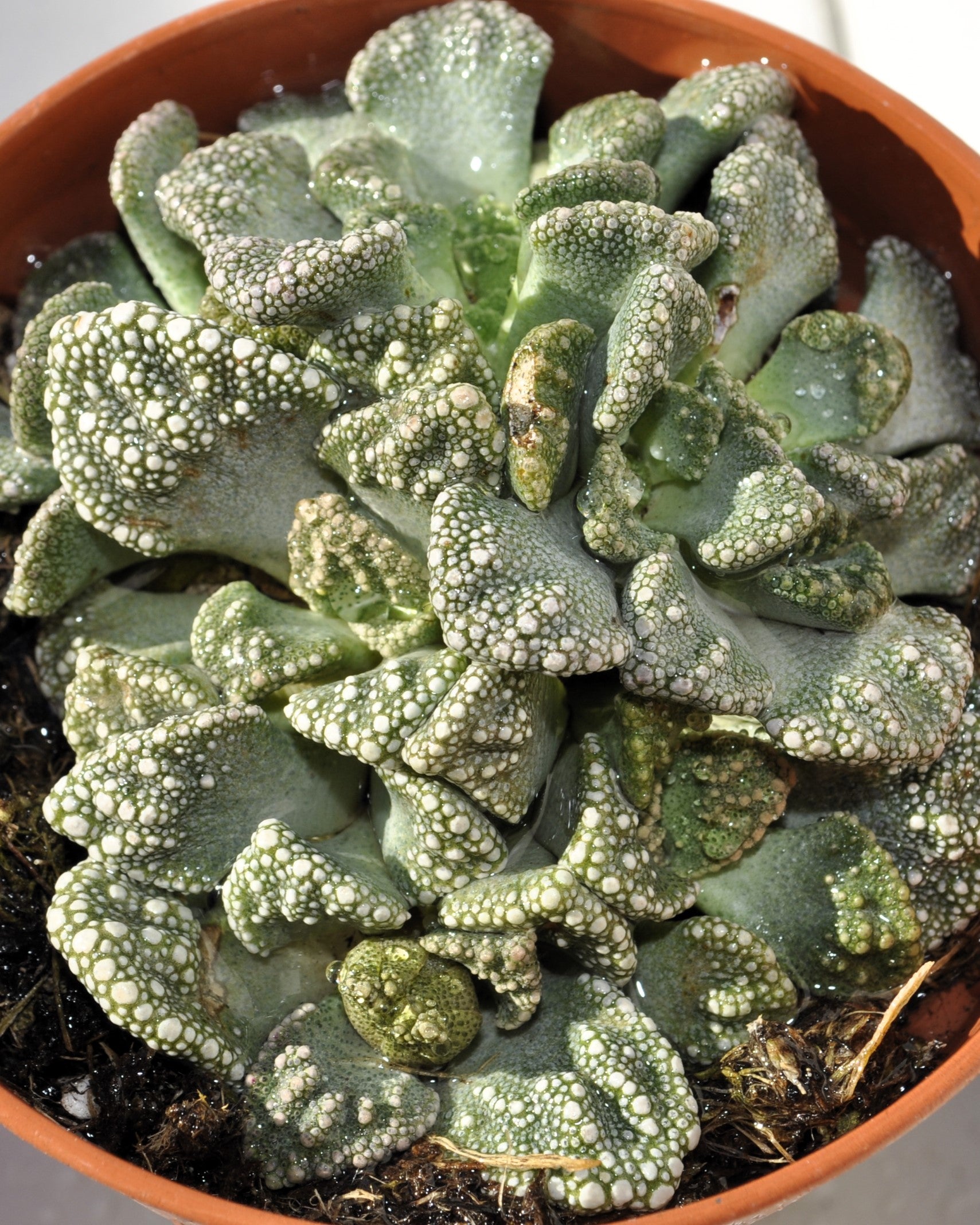 Titanopsis Calcarea [mediana]; Hoja De Cemento, Planta Piedra; Curiosarium; Diámetro Maceta 8,5 Cm_0