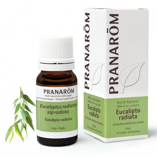 Óleo essencial de Eucalipto radiata Pranarom 10 ml
