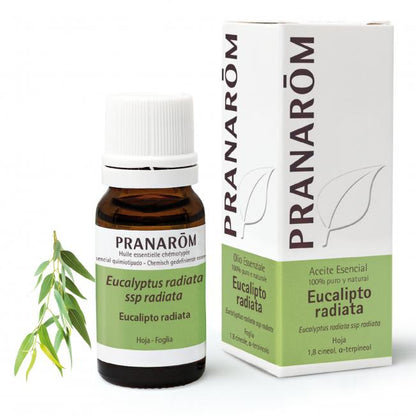 Óleo essencial de Eucalipto radiata Pranarom 10 ml