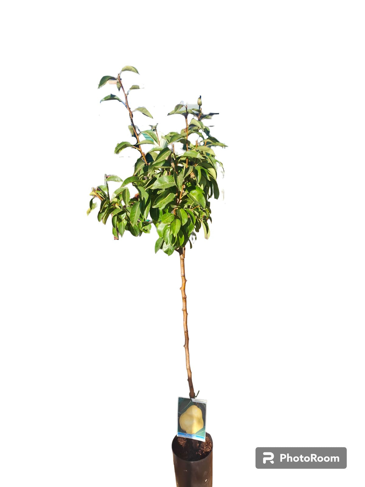 Peral Moretini Maceta 140CM_0