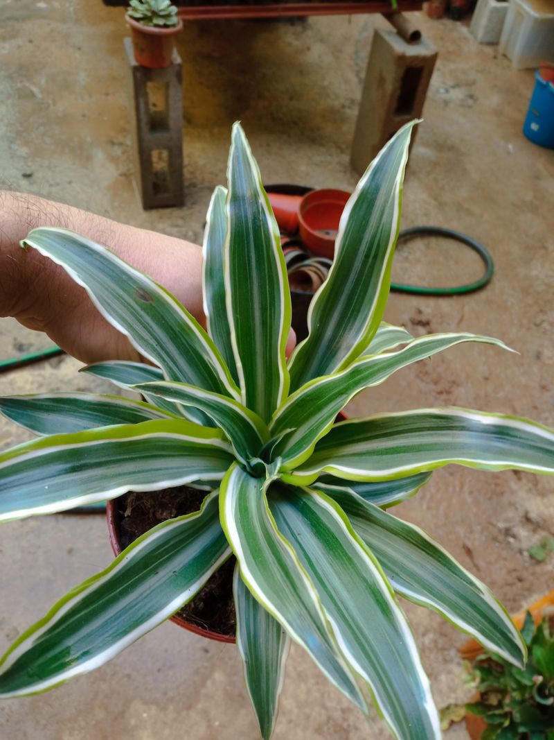 Dracaena Jade Jewel Planta Interior_0