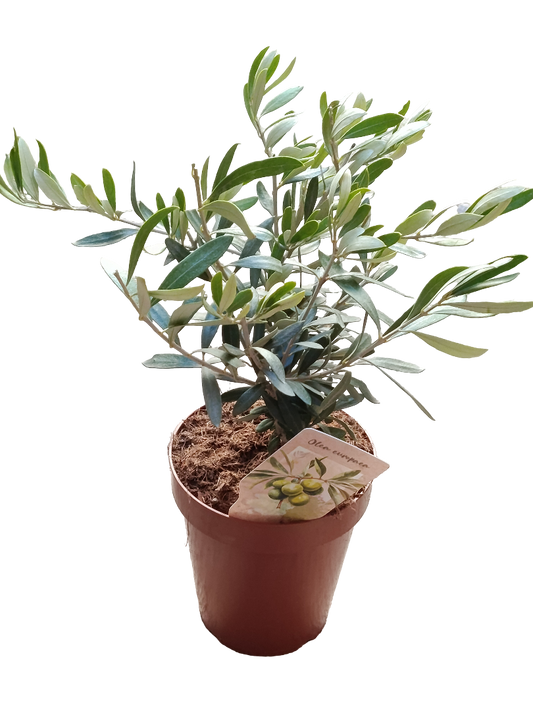 Olivo Ø14 Altura 35 Cms Planta Ideal Para Bonsai O Decoración_0