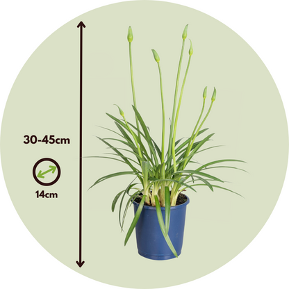 Lirio Africano - Agapanthus 'superb Blue' - Altura 30-45cm - ⌀14cm_2
