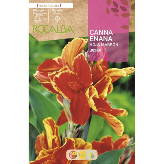 Bolbo de folha castanha Canna Lucifer anã 1 unidade (I)