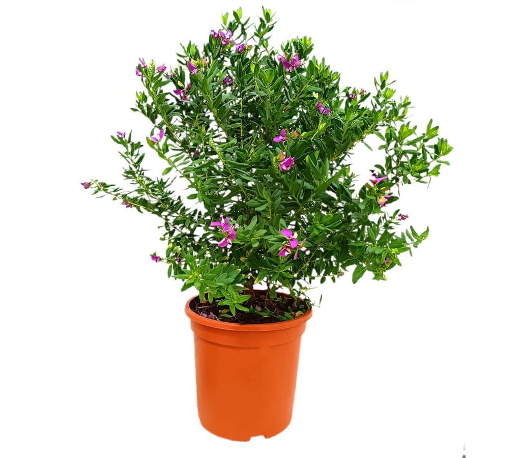 Polygala Myrtifolia M24 50cm_0
