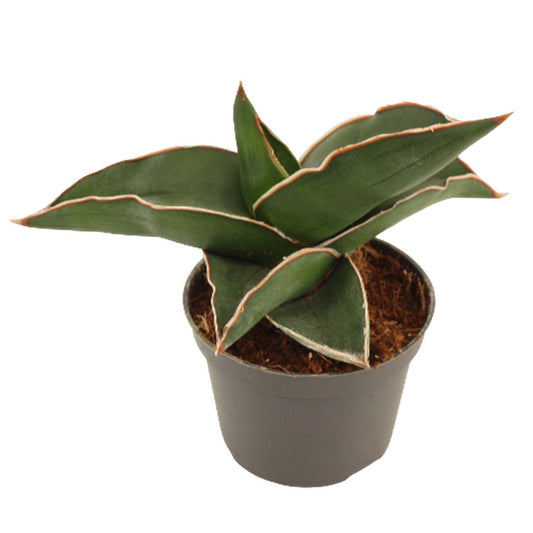 Sansevieria Samurai Planta De Interior Ø6_0