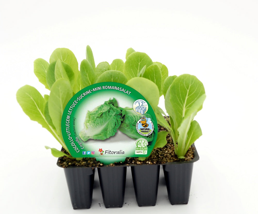 Pack Plantones Lechuga Cogollo 12 Ud. Natural - Fitoralia_0