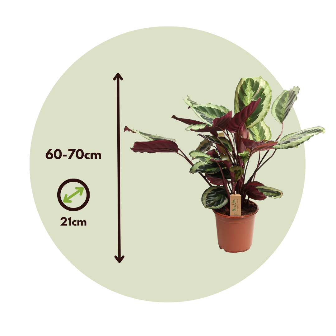 Planta De Pavo Real - Calathea 'marion' - Altura 60-70cm - ⌀21cm_2