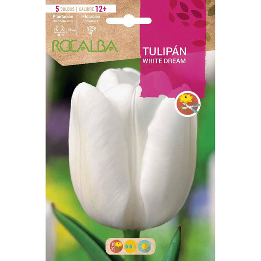 Bolbo de Tulipa White Dream, branco, 5 unid. Rocalba