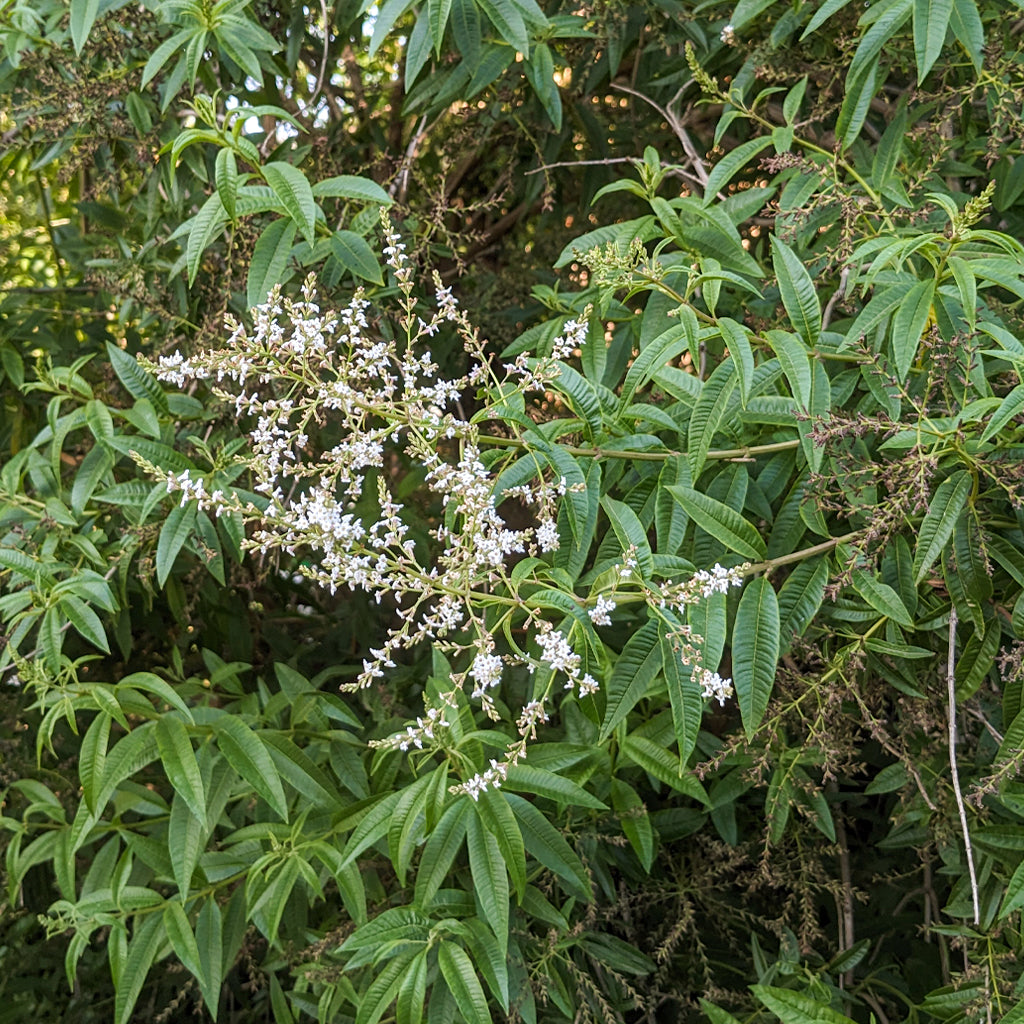 Maceta Hierbaluisa 10,5 Cm - Plantabo_1