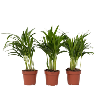 Palma Areca - 3 Pzs - Dypsis Lutescens - Altura 30-45cm - ⌀12cm_0