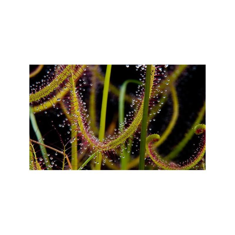 Sementes de plantas carnívoras Drosera binata
