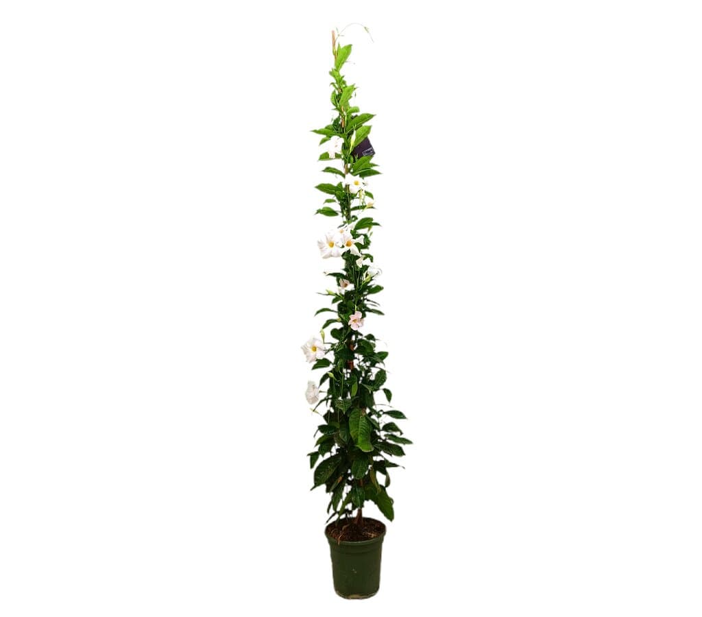 Dipladenia Cosmos Blanca M21 160-180cm (mandevilla)_0