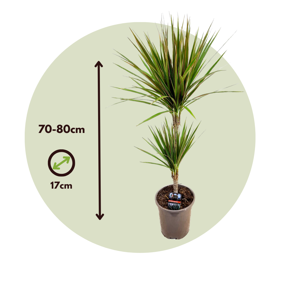 Drácena - 2 Pzs - Dracaena Marginata 'bicolor' - Altura 70-80cm - ⌀17cm_2