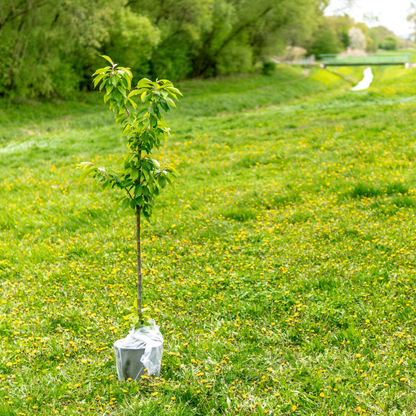 Compost Ecológico con Biochar y Minerales de Roca LivingChar 6l_4