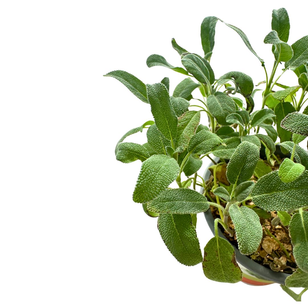 Salvia Planta Ornamental Y Medicinal (salvia Spp.)_1