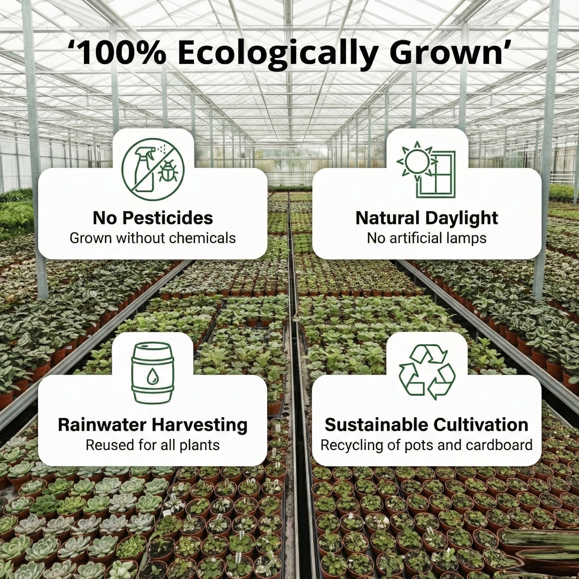 Mini Suculentas Con Macetas - 100 Unidades_4