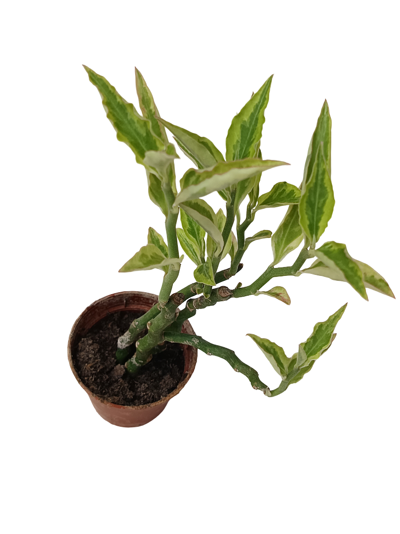 Euphorbia Tithymaloides Planta Suculenta Ø5_0