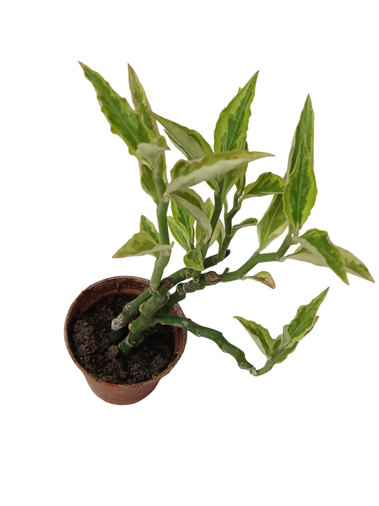 Euphorbia Tithymaloides Planta Suculenta Ø5_0