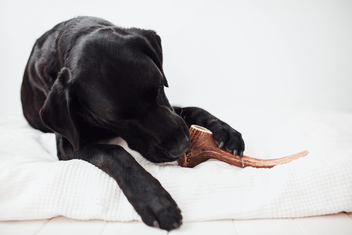 Bimordiscos Asta De Ciervo Para Perros. Xxl_3