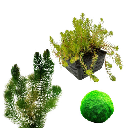 Pack Plantas Oxigenantes 100-400l - Agua Clara - 2l - 5 Unidades_0