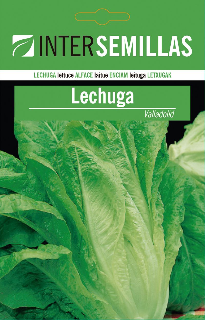 Sobre De Semillas De Lechuga De Valladolid_0