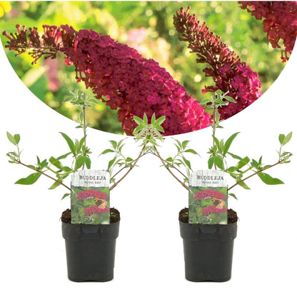 Arbusto De Las Mariposas - 2 Pzs - Buddleja 'red' - Altura 30-40cm - ⌀17cm_0