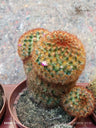Mammillaria Carmenae Cacto Planta Grande Ø13 Vermelho
