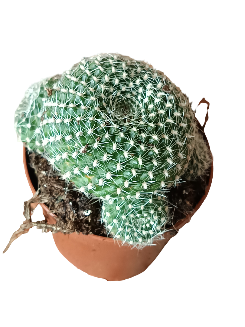 Rebutia Krainziana Cactus Ø5 Cm_0