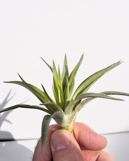 Tillandsia plagiotropica; planta del aire verde plateada; Curiosarium; altura 10-12 cm, diámetro 12-15 cm_1