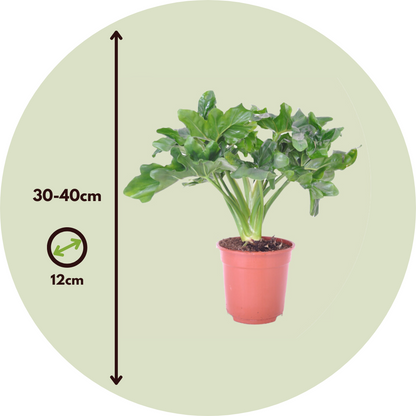 Filodendro - 2 Pzs - Thaumatophyllum Bipinnatifidum - Altura 30-40cm - ⌀12cm_2