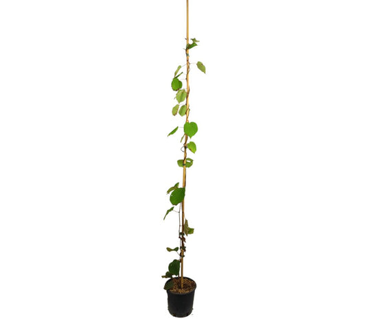 Kiwi Autofertil M18 120cm_0