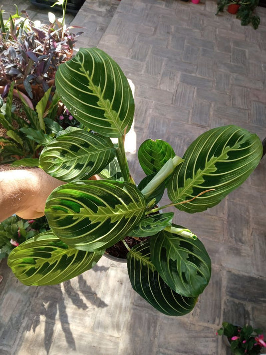 Oferta Maranta Lemon Ø12 Cm 40 Planta De Interior_0