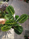 Maranta Limão Ø12 Cm 40 Planta De Interior