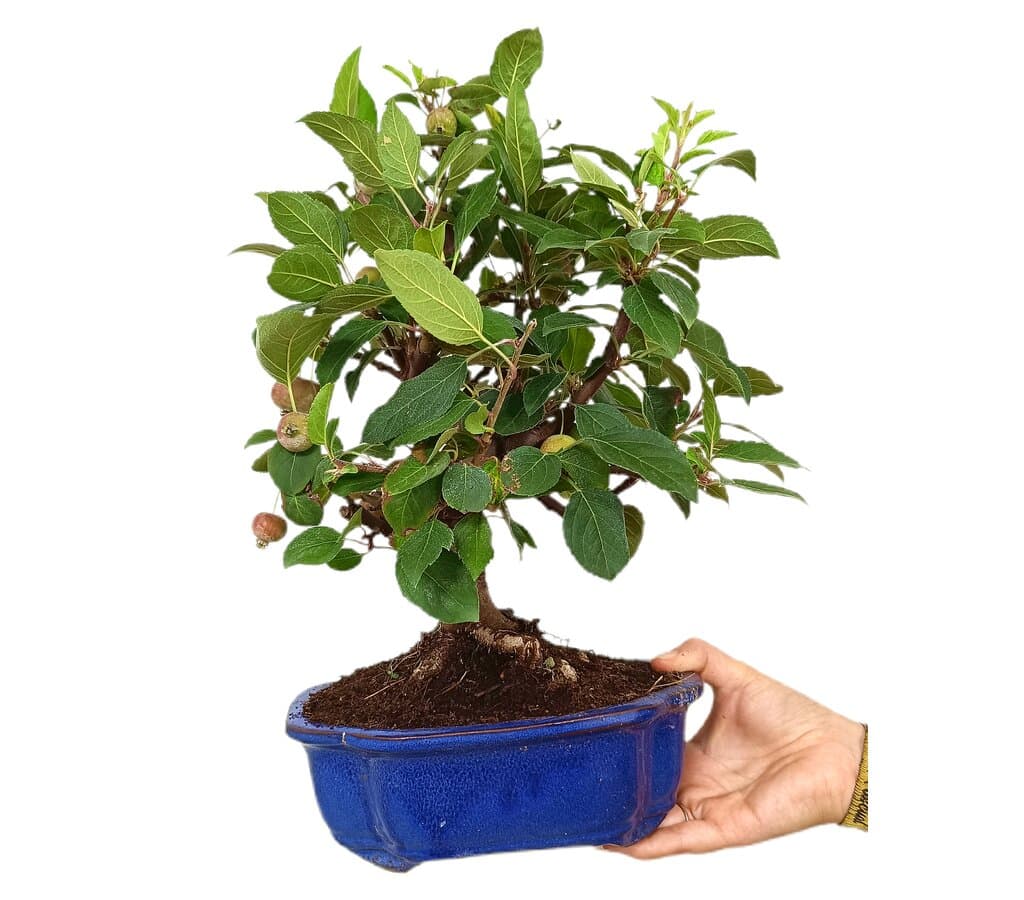 Bonsái Malus 10 Años (manzano)_0