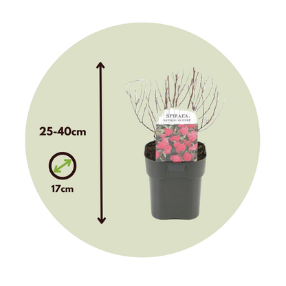 Spiraea Rosada - 2 Pzs - Spiraea Japonica 'dark Pink' - Altura 25-40cm - ⌀17cm_2