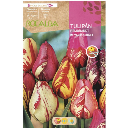 Mistura de bolbos de tulipa Rembrandt 5 peças Rocalba