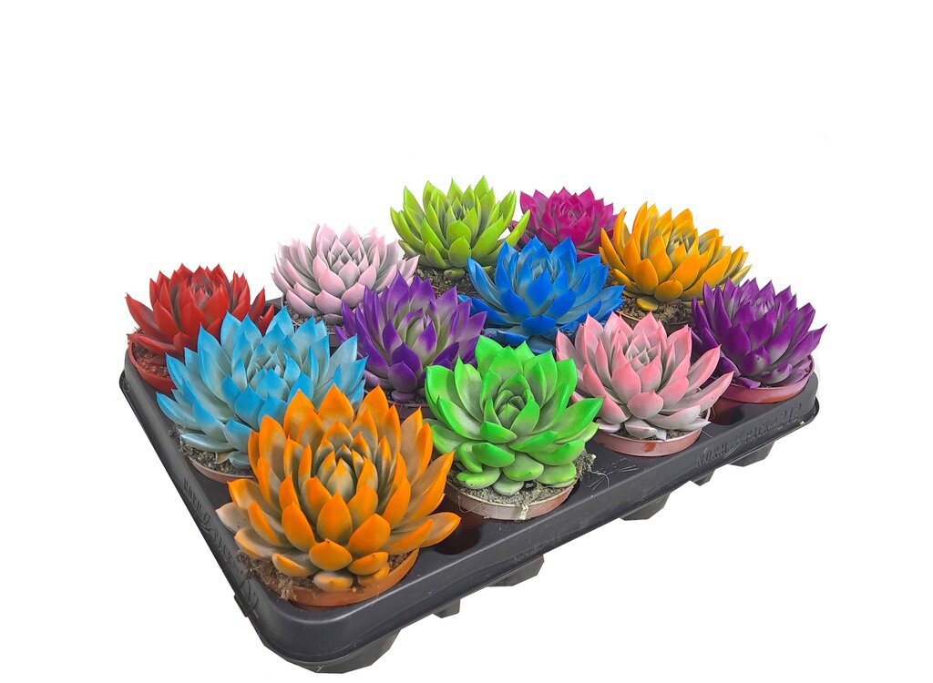 Echeveria Miranda Rainbow M8 (unidad)_0